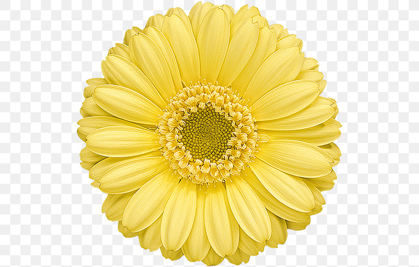 Artificial Flower, PNG, 523x523px, Barberton Daisy, Artificial Flower, Aster, Asterales, Chamomile Download Free