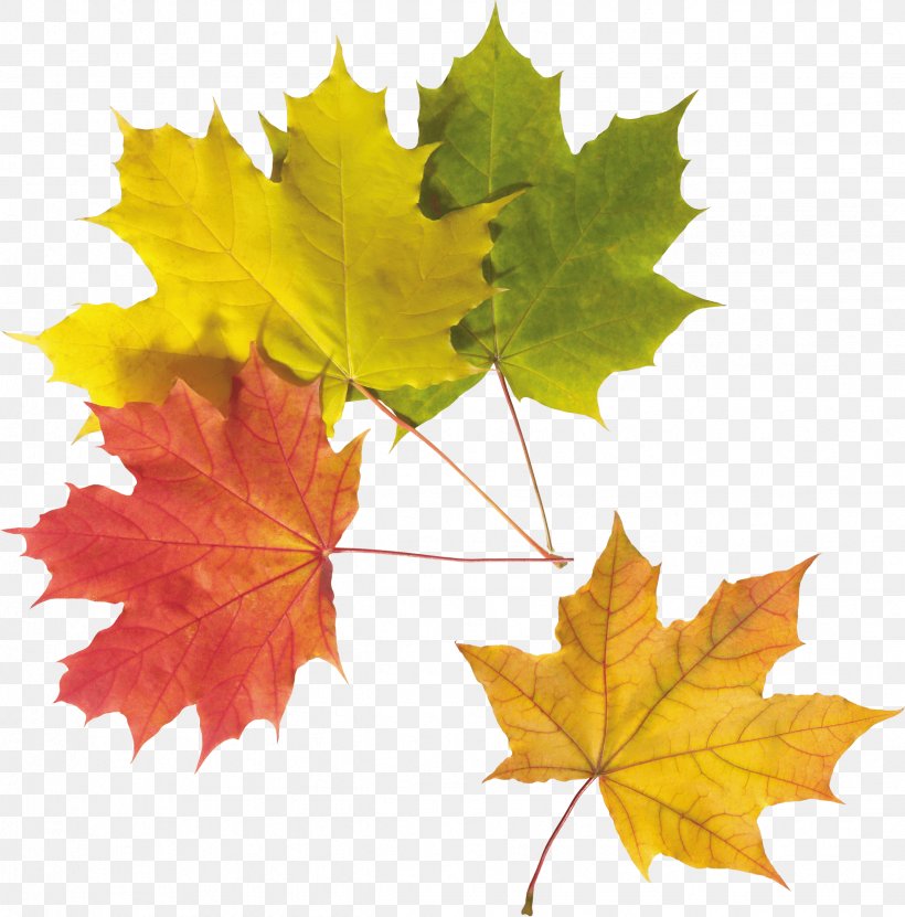 Autumn Leaf Color, PNG, 2451x2484px, Leaf, Autumn, Autumn Leaf Color, Color, Display Resolution Download Free