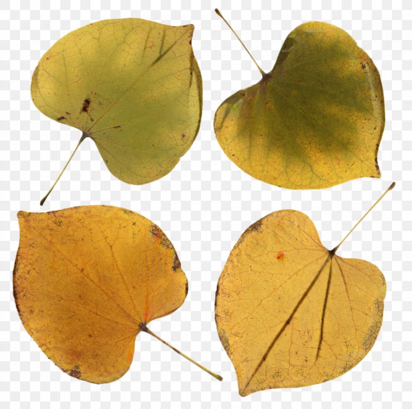 Autumn Maple, PNG, 1023x1018px, Leaf, American Aspen, Autumn Leaf Color, Bark, Black Maple Download Free