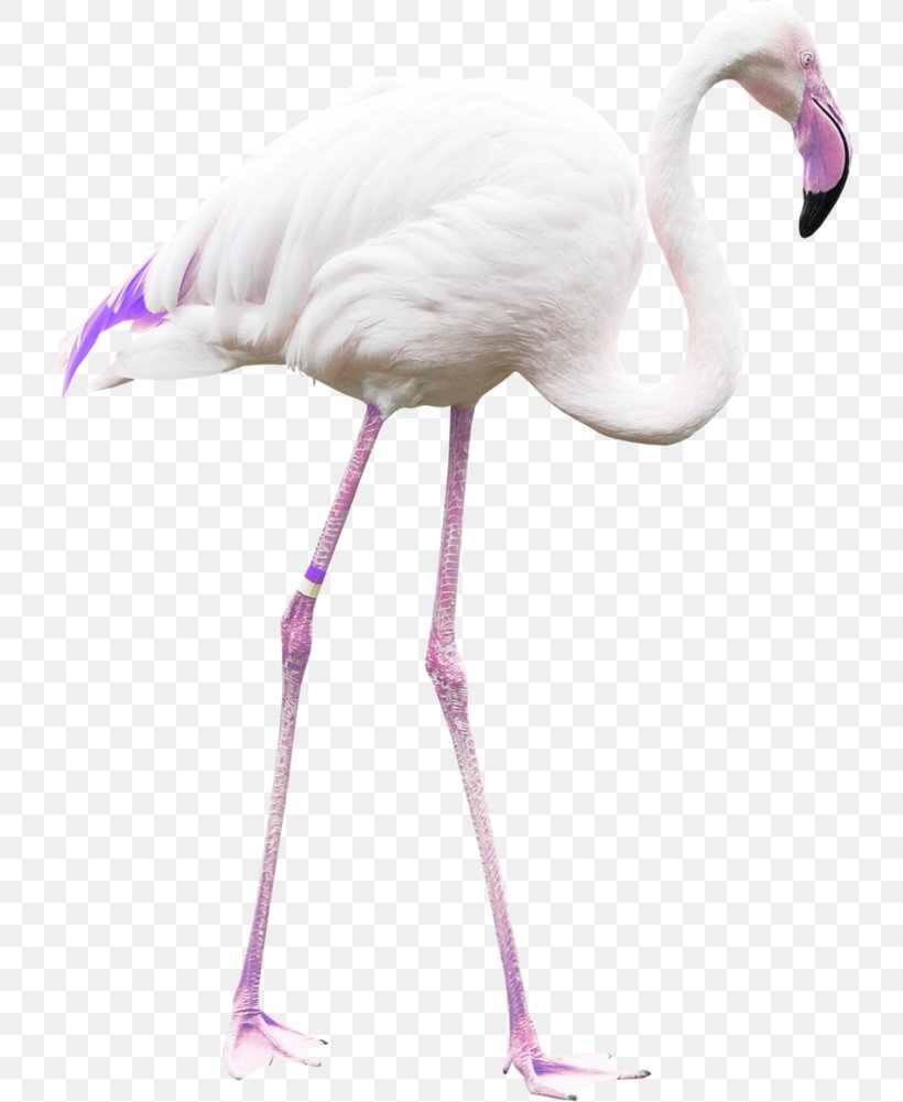 Bird Greater Flamingo Clip Art, PNG, 732x1001px, Bird, Beak, Computer Software, Crane, Crane Like Bird Download Free