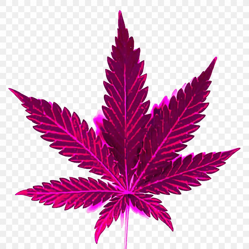 Leaf Plant Purple Flowering Plant Tree, PNG, 1018x1018px, Leaf, Flower, Flowering Plant, Hemp Family, Magenta Download Free