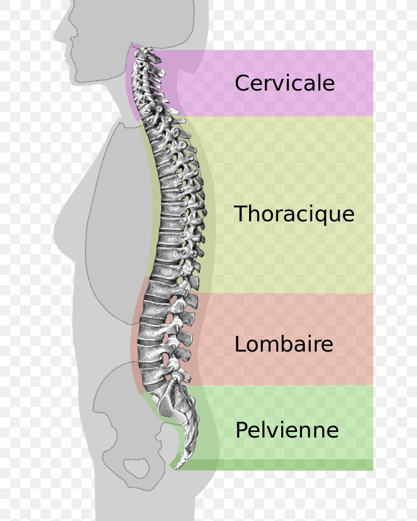 Back Pain Vertebral Column Lumbar Vertebrae Spinal Stenosis, PNG, 649x1024px, Watercolor, Cartoon, Flower, Frame, Heart Download Free