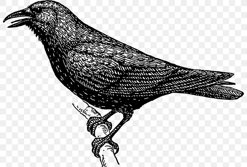 Crow Clip Art, PNG, 800x555px, Crow, Beak, Bird, Black And White, Common Raven Download Free