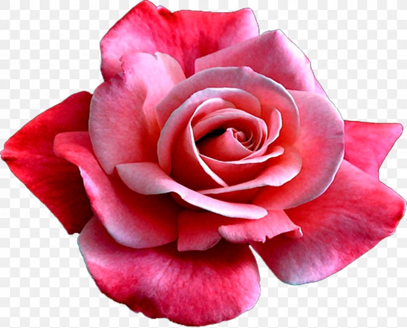 Garden Roses China Rose Cabbage Rose Floribunda Blue Rose, PNG, 961x776px, Garden Roses, Art, Blue Rose, Cabbage Rose, China Rose Download Free