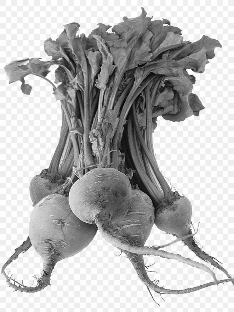 Juice Beetroot Radish Vegetable Smoothie, PNG, 1181x1575px, Juice, Beetroot, Black And White, Branch, Carrot Download Free