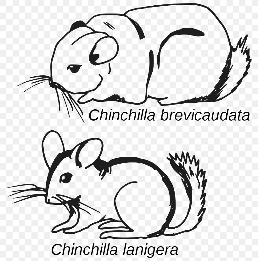 Long-tailed Chinchilla Short-tailed Chinchilla Rodent Mammal Crepuscular Animal, PNG, 800x831px, Longtailed Chinchilla, Area, Artwork, Black, Black And White Download Free