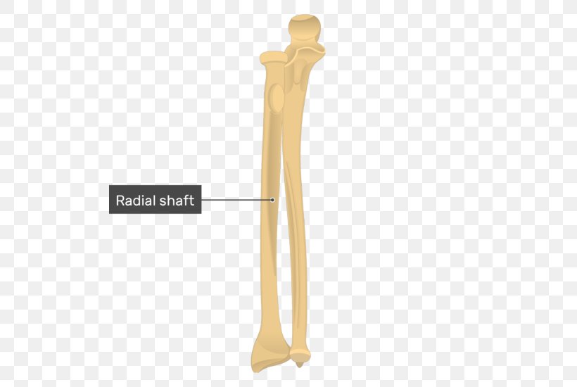 Ulnar Styloid Process Radius Anatomy Bone, PNG, 509x550px, Ulna, Anatomy, Arm, Bone, Carpal Bones Download Free