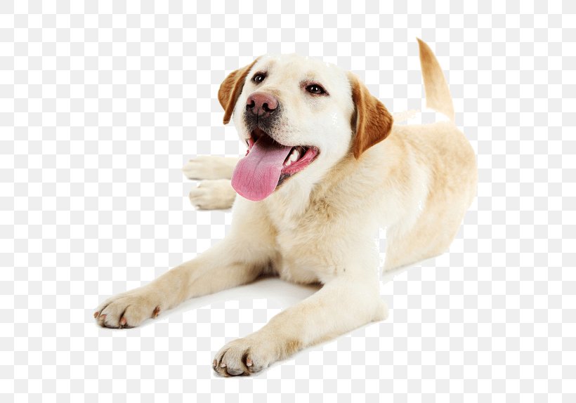 Puppy Pet Dog Walking Labrador Retriever Golden Retriever, PNG, 719x574px, Puppy, Carnivoran, Cat, Companion Dog, Dog Download Free