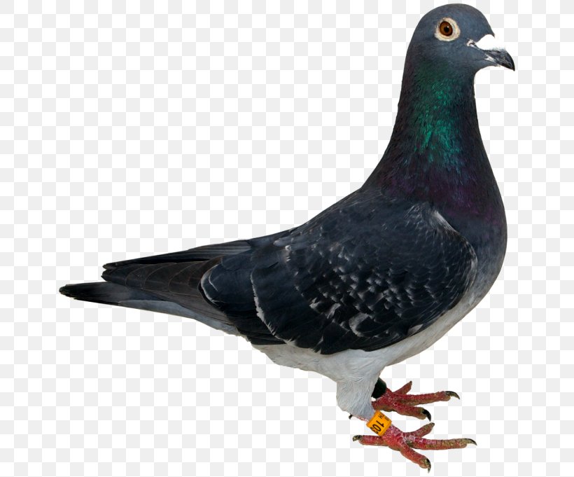 Racing Homer Bird Homing Pigeon Antwerp Smerle Stock Dove, PNG, 681x681px, Racing Homer, Animal Figure, Beak, Bird, Columbiformes Download Free