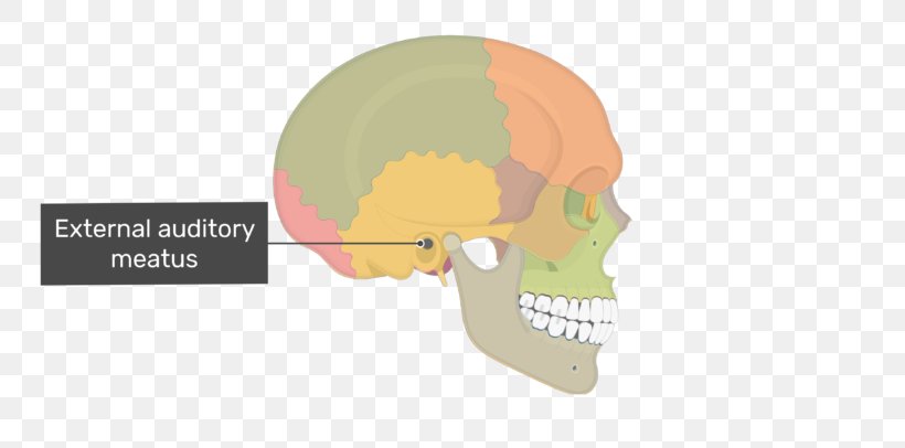 Skull Ear Mastoid Process Mastoid Part Of The Temporal Bone, PNG, 770x406px, Watercolor, Cartoon, Flower, Frame, Heart Download Free