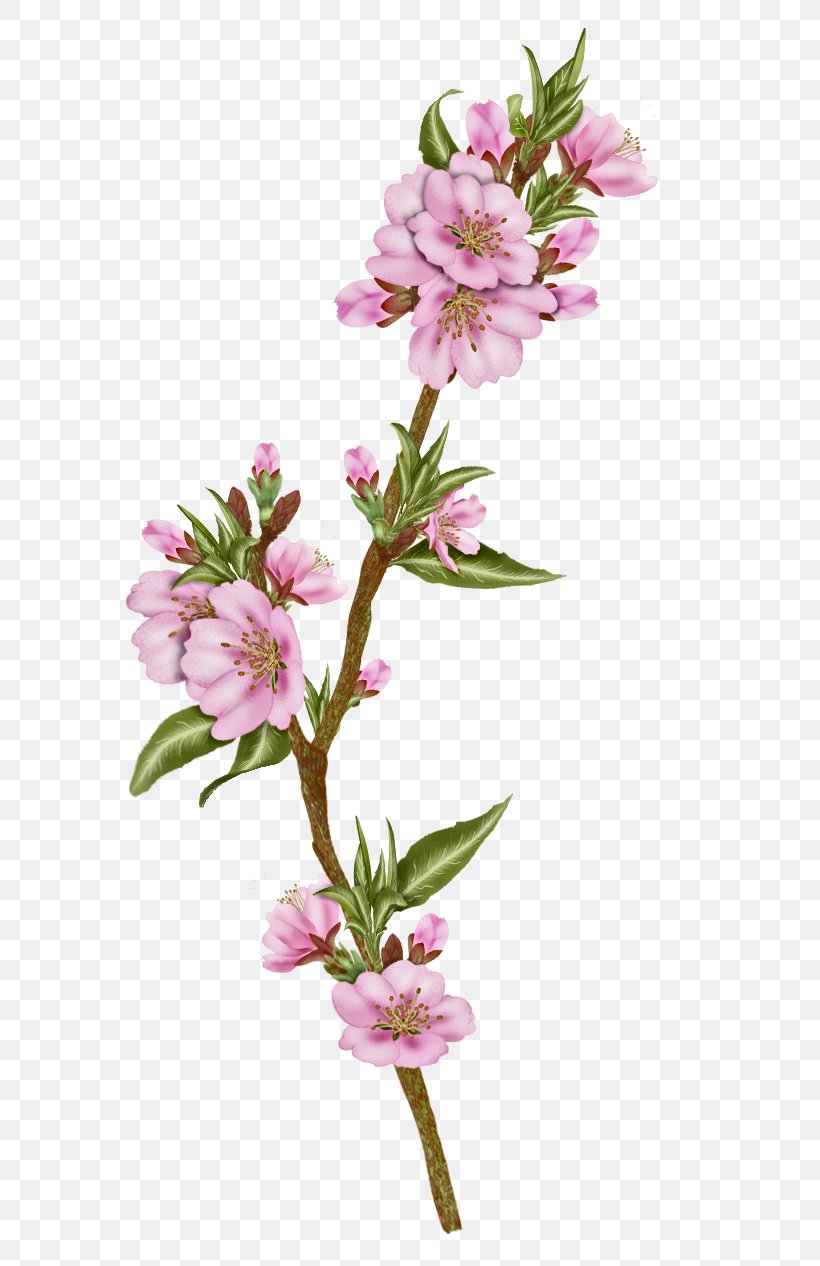 Blossom Cut Flowers Plant Alstroemeriaceae, PNG, 602x1266px, Blossom, Almond, Alstroemeriaceae, Branch, Cherry Blossom Download Free