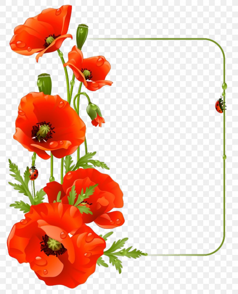 Common Poppy Flower Drawing, PNG, 872x1080px, Common Poppy, California Poppy, Coquelicot, Cut Flowers, Drawing Download Free
