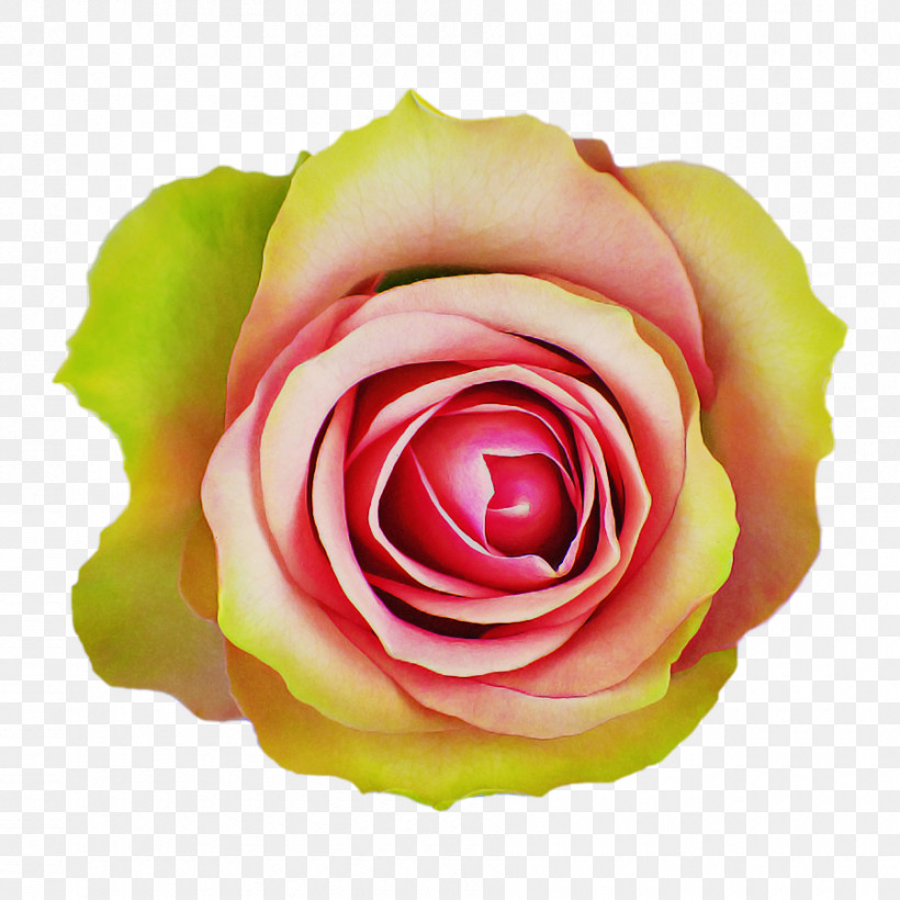 Garden Roses, PNG, 900x900px, Garden Roses, Artificial Flower, Camellia, Closeup, Cut Flowers Download Free