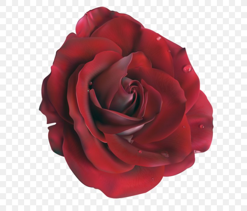 Garden Roses Flower Clip Art, PNG, 643x699px, Rose, Artificial Flower, Blue, Blue Rose, Cut Flowers Download Free