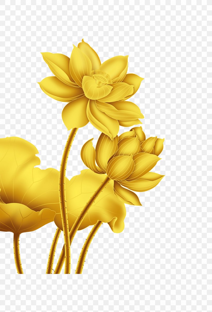Gold Flower Nelumbo Nucifera, PNG, 1264x1860px, Gold, Cut Flowers, Data Compression, Designer, Flower Download Free