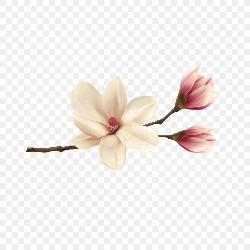 Magnolia, PNG, 1000x1000px, Magnolia, Agence Photographique, Banner, Blossom, Flower Download Free