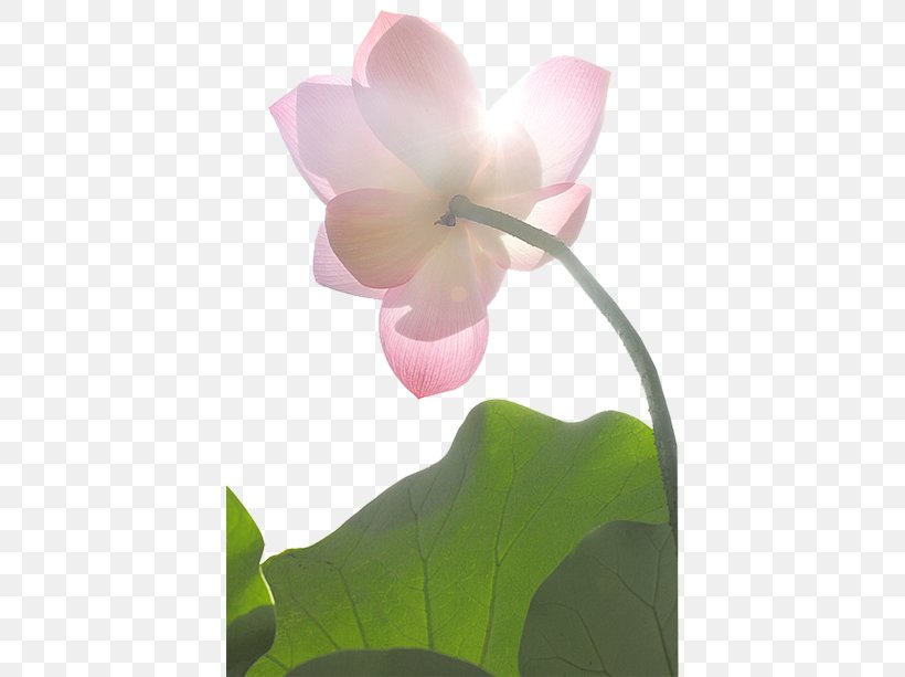Nelumbo Nucifera Water Lily Flower Pink Lilium, PNG, 410x613px, Nelumbo Nucifera, Aquatic Plant, Flora, Flower, Flowering Plant Download Free