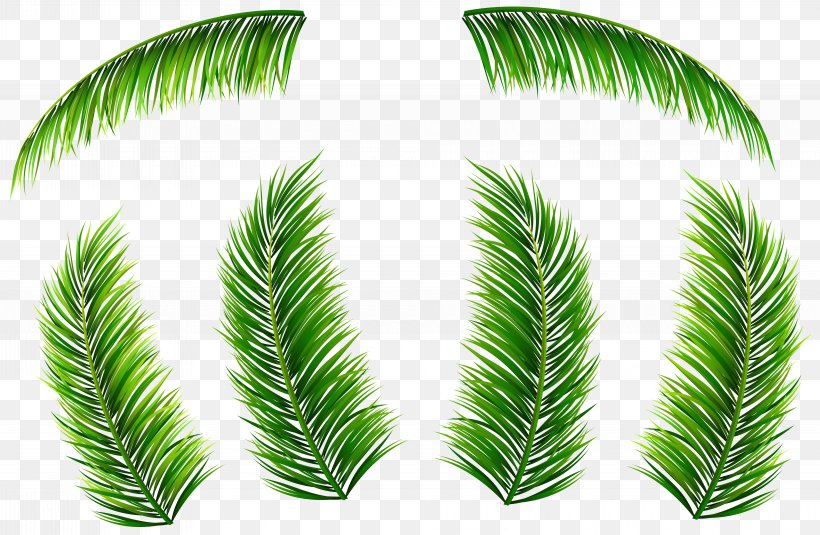 Palm Branch Leaf Arecaceae Clip Art, PNG, 8000x5222px, Palm Branch, Arecaceae, Branch, Coconut, Conifer Download Free