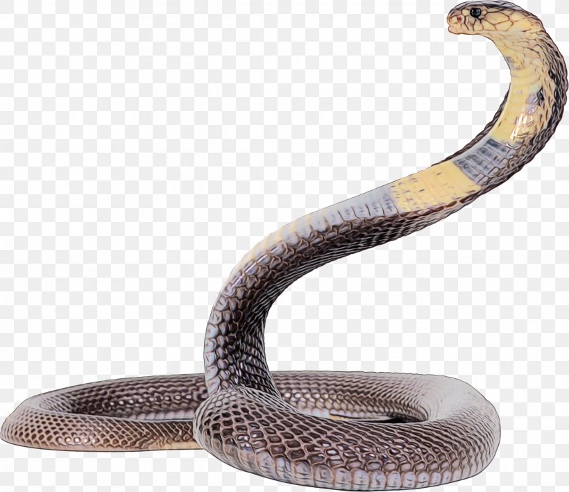 Snakes King Cobra Image, PNG, 2331x2016px, Snakes, Anaconda, Animal, Boa, Boa Constrictor Download Free