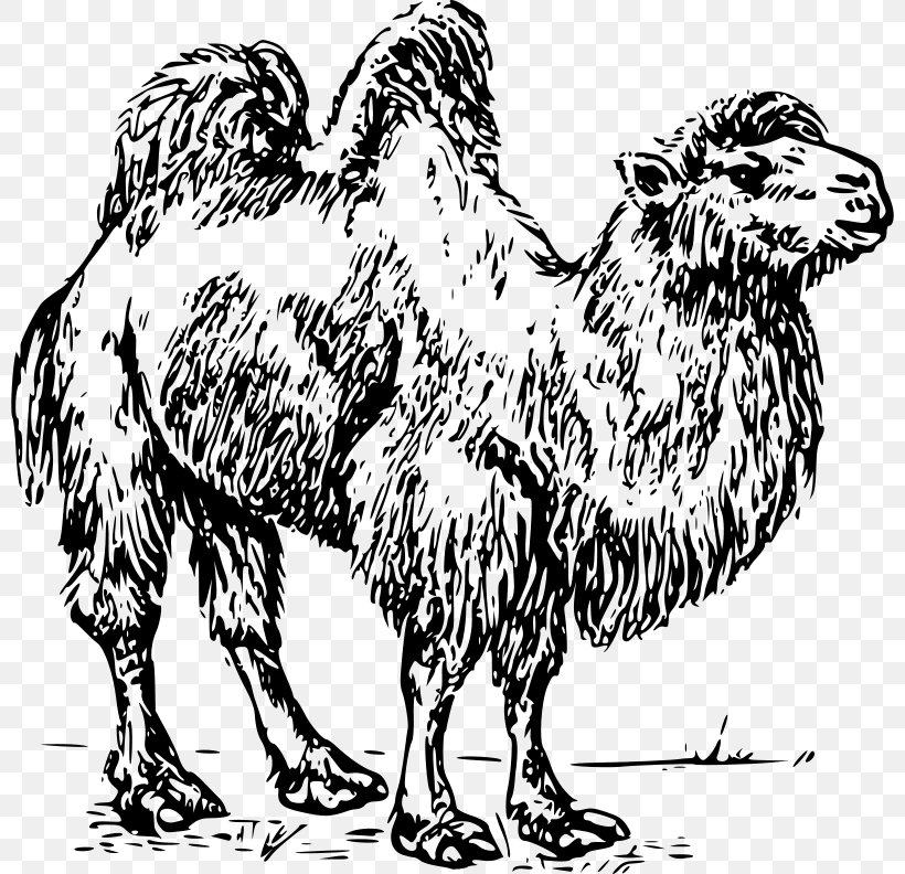 Bactrian Camel Dromedary Australian Feral Camel Clip Art, PNG, 800x792px, Bactrian Camel, Arabian Camel, Australian Feral Camel, Beak, Bird Download Free