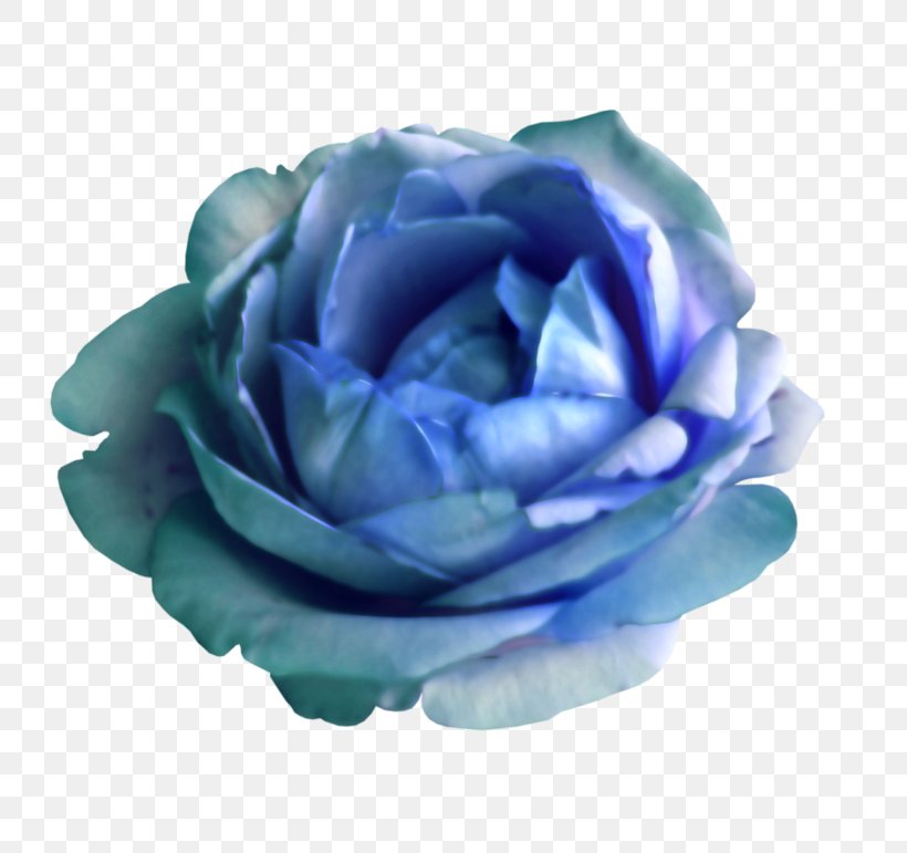 Garden Roses Cabbage Rose Blue Rose Cut Flowers Petal, PNG, 800x771px, Garden Roses, Blue, Blue Rose, Cabbage Rose, Cut Flowers Download Free