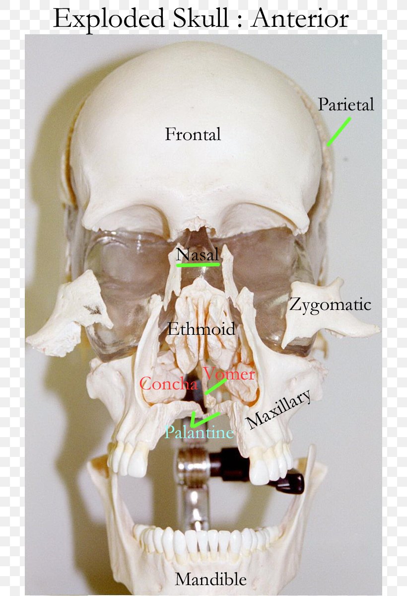 Skull Human Skeleton Bone Axial Skeleton Frontal Sinus, PNG, 800x1200px, Skull, Anatomy, Appendicular Skeleton, Axial Skeleton, Bone Download Free
