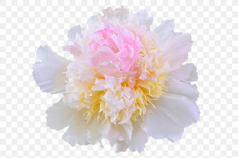 The Peony Flower Petal The Genus Paeonia, PNG, 1500x1000px, Peony, Branch, Computer, Cut Flowers, Doubleflowered Download Free