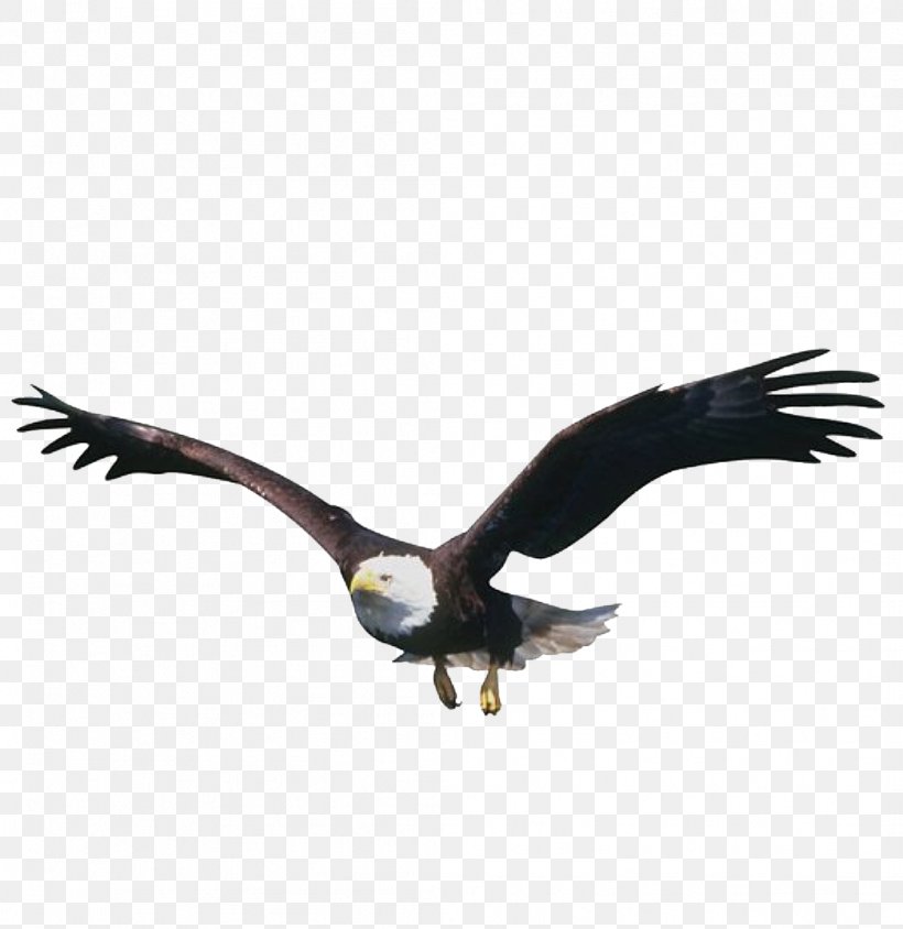 Flight Bird Eagle, PNG, 1046x1077px, Flight, Accipitriformes, Bald Eagle, Beak, Bird Download Free
