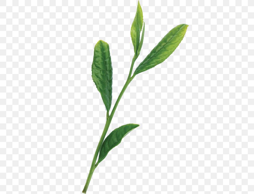 Green Tea Japanese Cuisine Hōjicha Leaf, PNG, 400x629px, Green Tea, Assam Tea, Beefsteak Plant, Food Drying, Herb Download Free