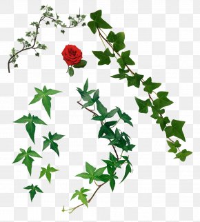 Tree - Ivy Vine Tree Clip Art PNG