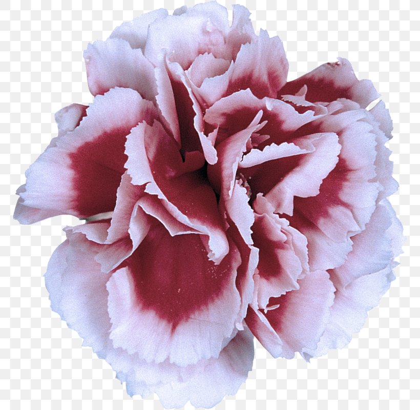 Pink Petal Flower Carnation Plant, PNG, 770x800px, Pink, Carnation, Common Peony, Cut Flowers, Flower Download Free