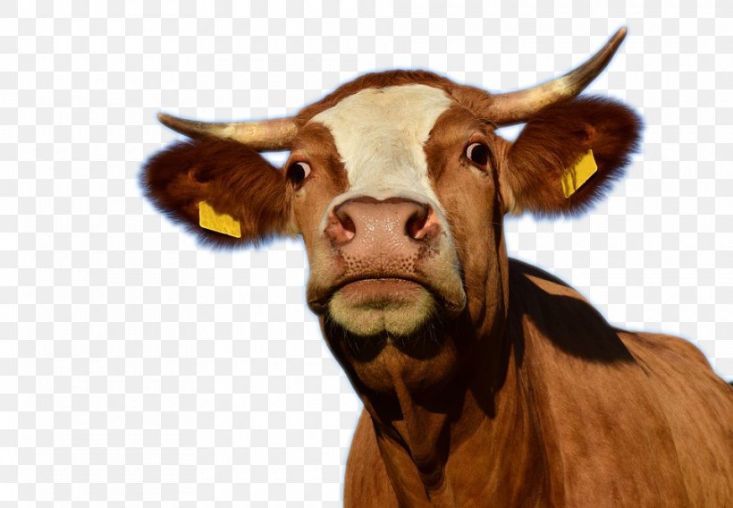 Texas Longhorn Cow Aurochs Dairy Cattle Slaughterhouse, PNG, 960x666px, Texas Longhorn, Aurochs, Bull, Business, Cattle Download Free