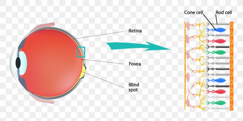 Cone Cell Color Rod Cell Retina Light, PNG, 900x450px, Cone Cell, Bluegreen, Cell, Color, Eye Download Free