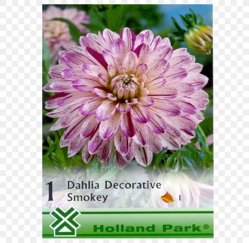Dahlia Chrysanthemum Annual Plant, PNG, 800x800px, Dahlia, Annual Plant, Aster, Chrysanthemum, Chrysanths Download Free