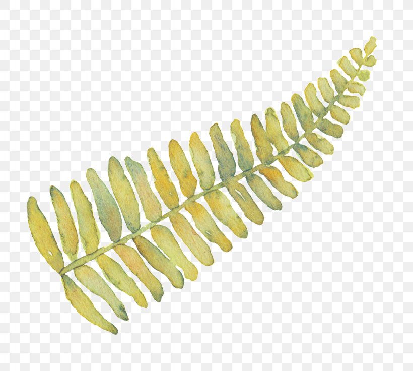 Leaf Fern Image Pteridophytes, PNG, 1024x920px, Leaf, Blechnum Gibbum, Caulerpa, Drawing, Eagle Fern Download Free