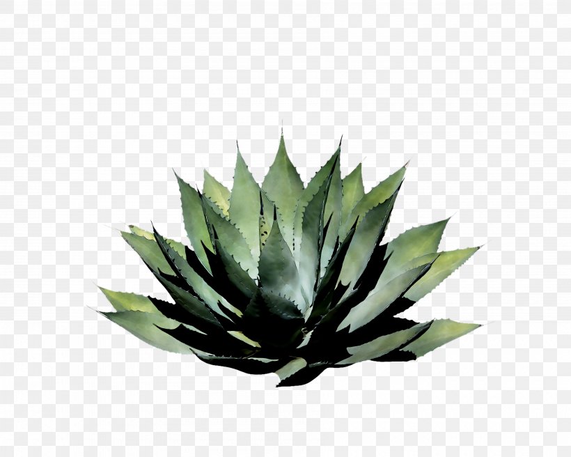 Illustration Drawing Clip Art Image, PNG, 3600x2880px, Drawing, Agave, Aloe, Architecture, Botany Download Free