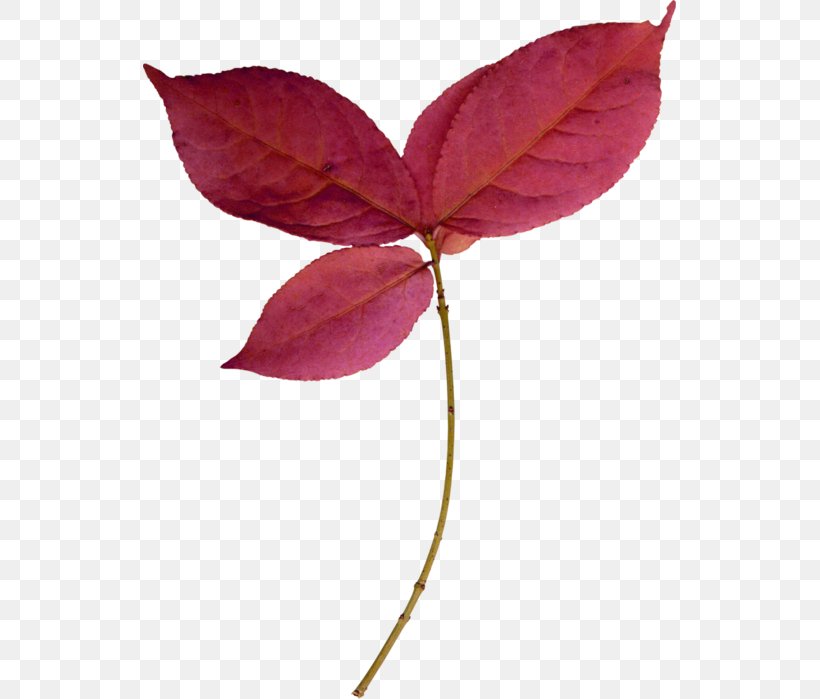 Twig Plant Stem Leaf Magenta Petal, PNG, 533x699px, Twig, Branch, Leaf, Magenta, Petal Download Free