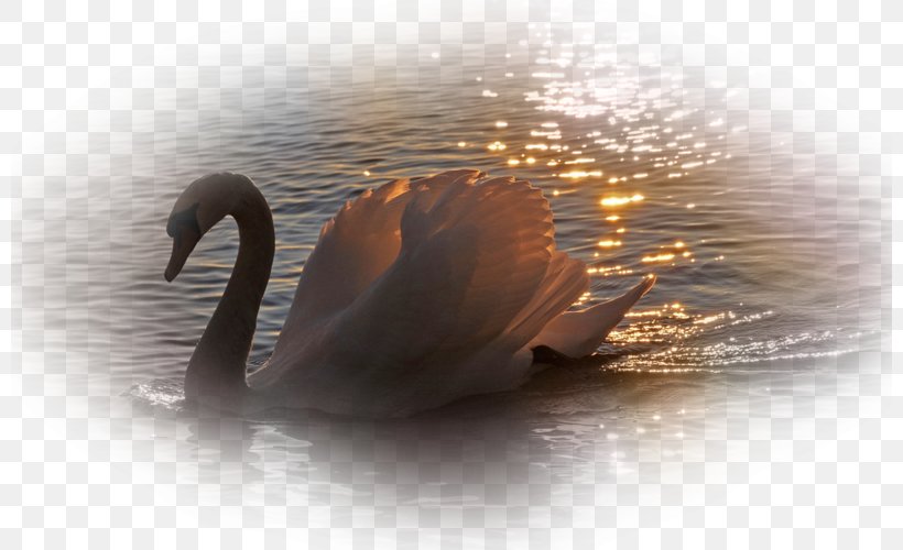 Black Swan Mute Swan Le Cygne Goose Desktop Wallpaper, PNG, 800x500px, Black Swan, Beak, Cygnini, Desktop Metaphor, Ducks Geese And Swans Download Free