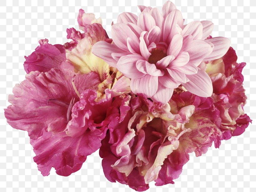 Cut Flowers Carnation Petal Clip Art, PNG, 800x614px, Flower, Cabbage Rose, Carnation, Cut Flowers, Flowering Plant Download Free