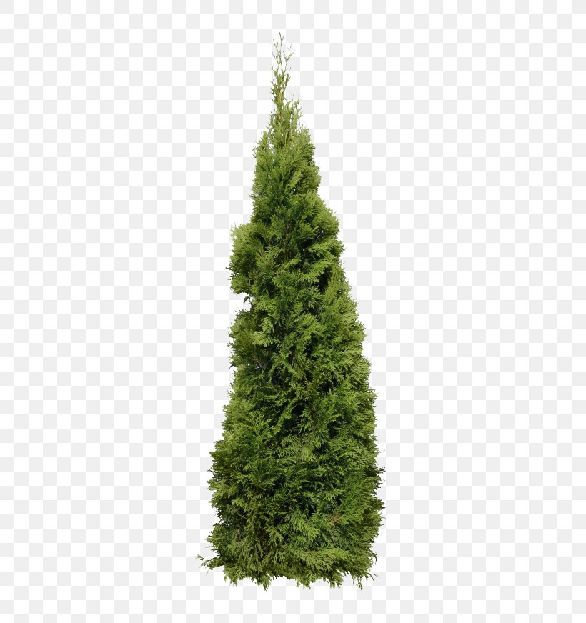 Fir, PNG, 760x872px, Fir, Biome, Christmas Decoration, Christmas Tree, Conifer Download Free
