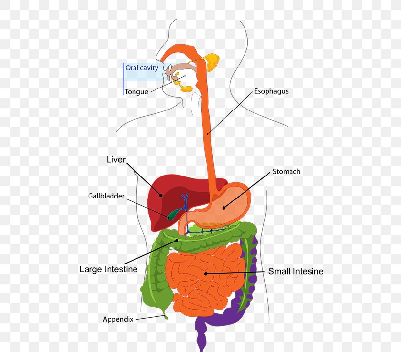 Human Digestive System Digestion Gastrointestinal Tract Probiotic Gastrointestinal Disease, PNG, 502x720px, Watercolor, Cartoon, Flower, Frame, Heart Download Free