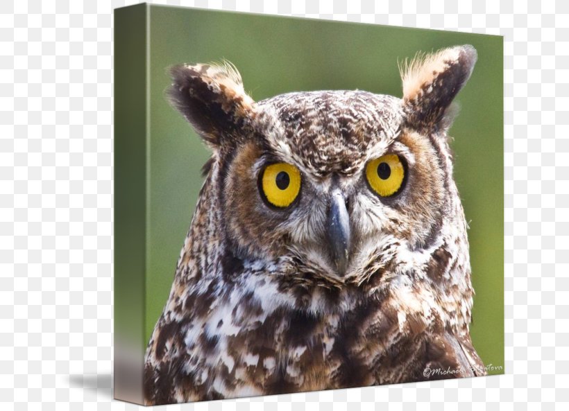 Owl Beak, PNG, 650x593px, Owl, Beak, Bird, Bird Of Prey, Fauna Download Free