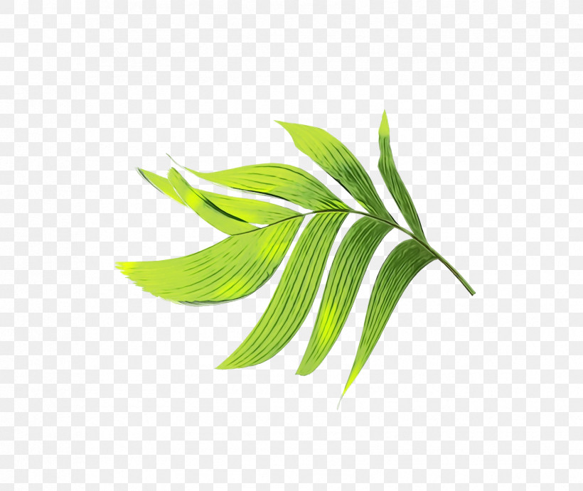 Plant Stem Branch Leaf Grasses Plants, PNG, 1708x1440px, Watercolor, Biology, Branch, Grasses, Leaf Download Free