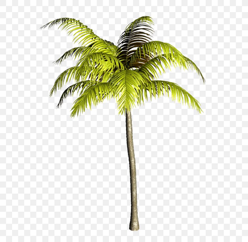 Asian Palmyra Palm Arecaceae Babassu Coconut Oil Palms, PNG, 597x800px, Asian Palmyra Palm, Arecaceae, Arecales, Attalea, Attalea Speciosa Download Free