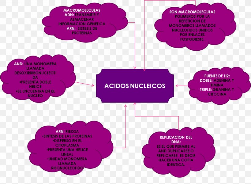 Bacteria Nucleic Acid Biochemistry Biology Virus, PNG, 1506x1109px, Bacteria, Area, Biochemistry, Biology, Brand Download Free