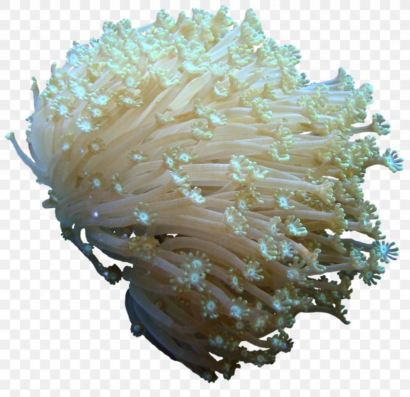 Coral Clip Art, PNG, 1280x1241px, Coral, Cnidaria, Email, Invertebrate, Organism Download Free