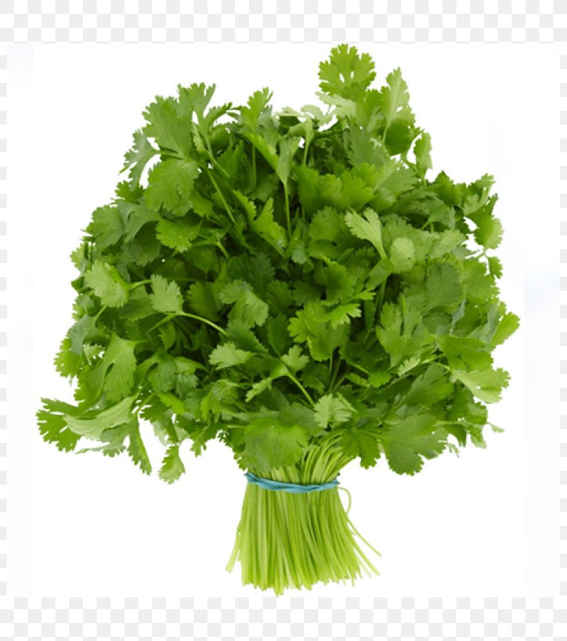 Folate Deficiency Food Leaf Vegetable, PNG, 800x926px, Folate, Coriander, Diet, Dietary Fiber, Eating Download Free