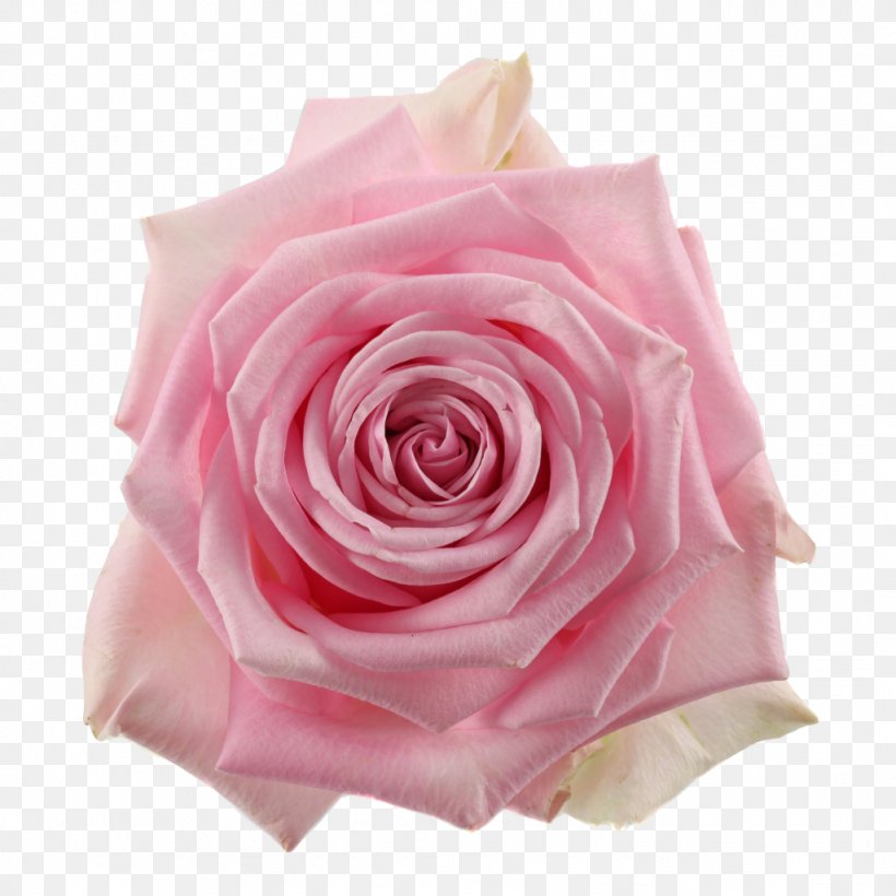 Garden Roses Centifolia Roses Cut Flowers Pink, PNG, 1024x1024px, Garden Roses, Centifolia Roses, Color, Cut Flowers, Flower Download Free