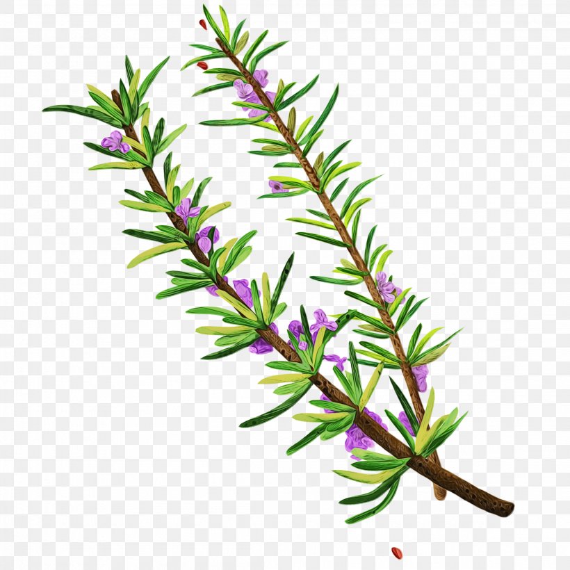 Rosemary, PNG, 2302x2302px, Watercolor, American Larch, Branch, Flower, Herb Download Free