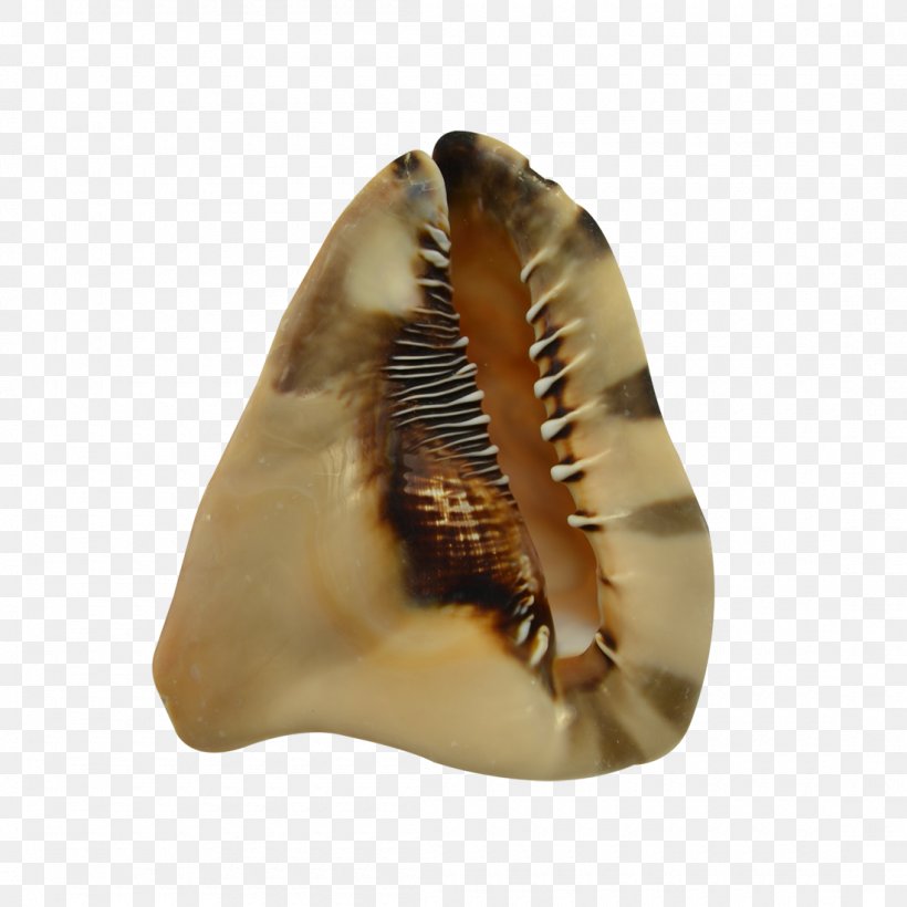 Seashell Amazon.com Conch Cassis Tuberosa Lambis, PNG, 1100x1100px, Seashell, Amazoncom, Barnacle, Beach, Cassis Cornuta Download Free